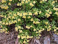 FLORE (9).JPG